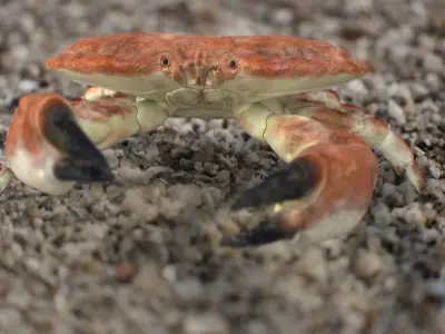 Crab Edible Brown Rigged 8K PBR Textures Low-poly 3D model