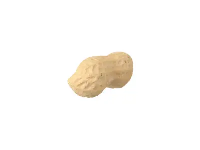 Photorealistic Peanut 3D Scan 3D model