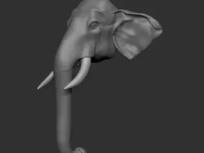 Asian Elephant head 3D model