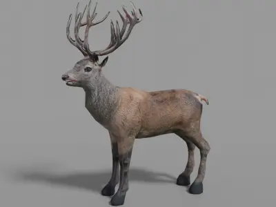 Red Deer Stag Low-poly 3D model