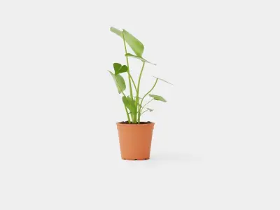 Monstera deliciosa Low-poly 3D model