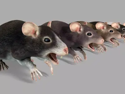 Common Rats Low-poly 3D model