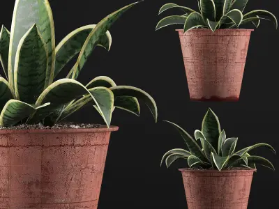 Plants Collection 105 3D model