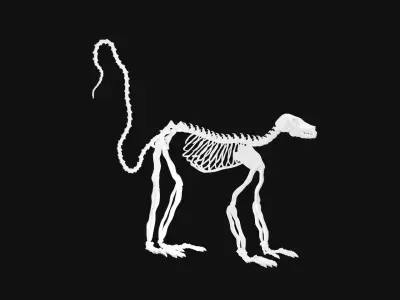 Lemur skeleton 3D model