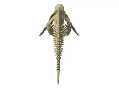 Realistic Dolphin Skeleton 3D model