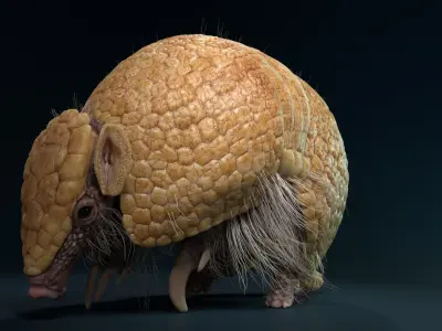 Armadillo Animated  VFX Grace 3D model