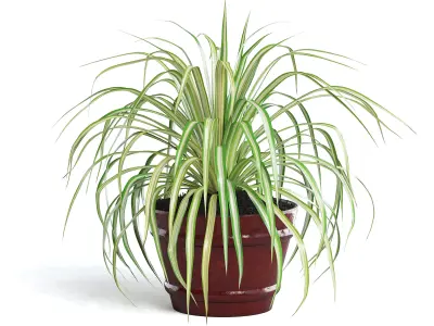 Spider Plant III 3D model