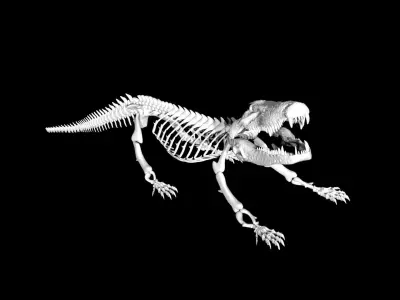 Crocodile Skeleton Low-poly 3D model
