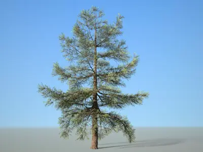 Conifer Tree 005 3D model