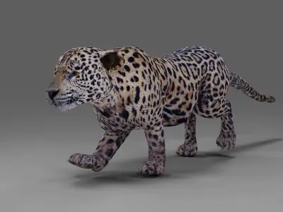 Jaguar Rigged in Blender  Low-poly 3D model