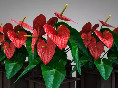 Vase Anthurium Plant 3D Model 3D model