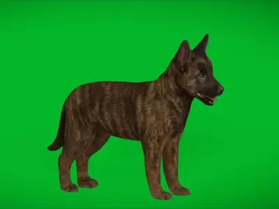 Dutch Shepherd Puppy Dog Low-poly 3D model