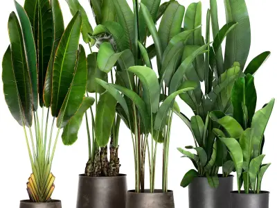 Banana plants in a rusty flowerpot for the interior 994 3D model