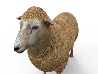 3D Black Sheep Model  Low-poly 3D model