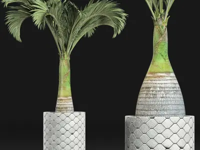 Plants Collection 156 Palm 3D model