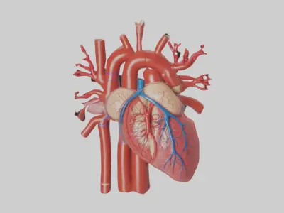 Human Circulatory Sys 1 Low-poly 3D model