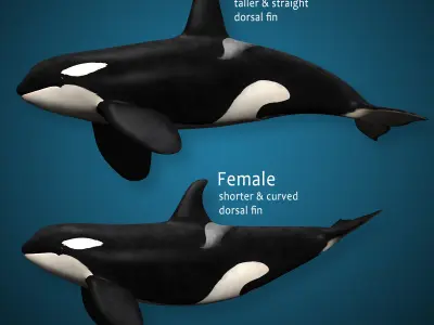 Orca Family - Killer Whales 3D model