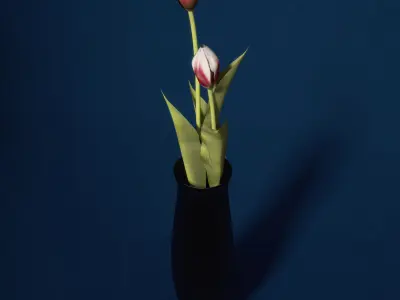 XfrogPlants Tulip 3D model