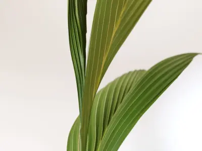 Coconut palm in pot 3D model