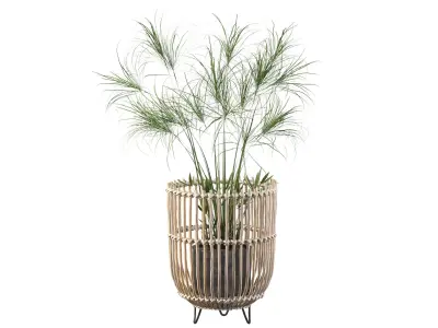 Cyperus Nofretete 03 3D model