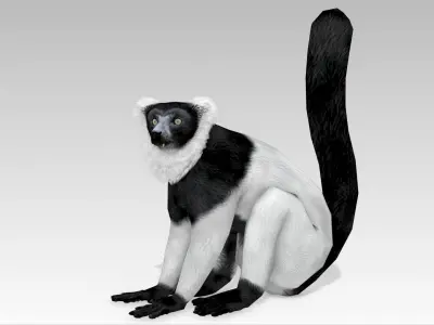 Hills Ruffed Lemur Low-poly 3D model