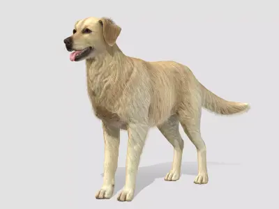 Dog - Golden Retriever Low-poly 3D model