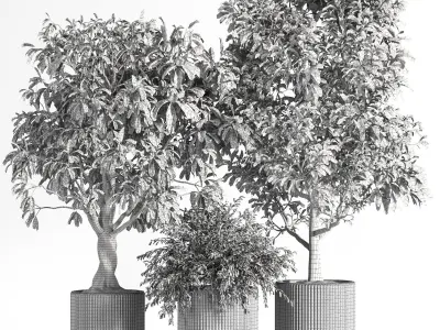 Indoor Plant Set 11  Benjamin  3D model