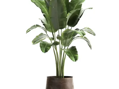 Banana palm in a rust pot for the interior 929 3D model