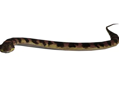 Low poly grass-snake snake Low-poly 3D model