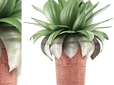 Plants Collection 78 3D model