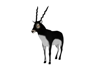 3D Blackbuck RIgged and Animated 3D model