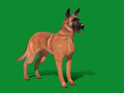Belgian Malinois Dog Low-poly 3D model
