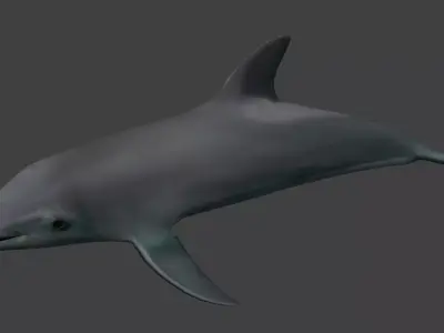 Dolphine dolphin Low-poly 3D model