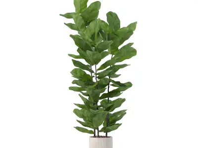 Ficus lyrata in modern flower pot 3D model order
