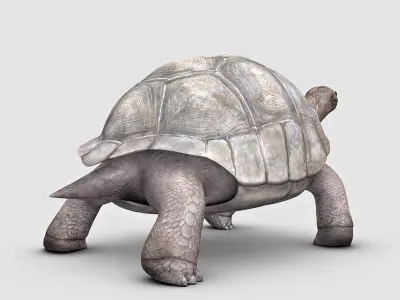 Giant Tortoise 3D model