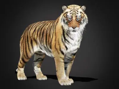 Tiger 2025 RIG Xgen core 3D model