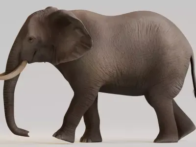 Realistic Animals Savannah - African Elephant Low-poly 3D model