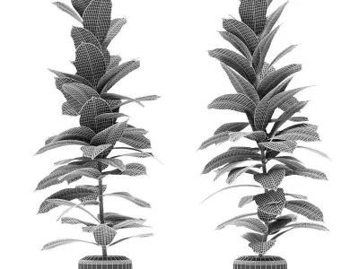 Plant in Pot Flowerpot Exotic Plant 3D model 8