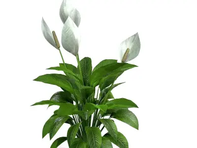 Spathiphyllum peace lily 3D model