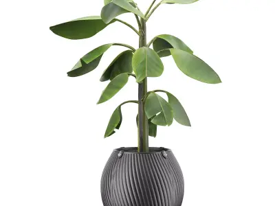 Flowerpot Banana 3D model