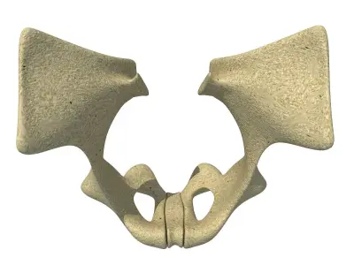 Animal Animal Pelvis  3D model