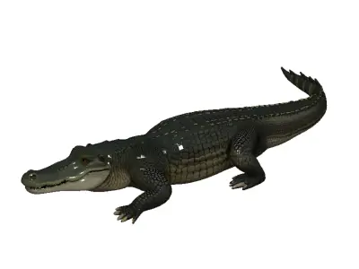 Alligator Low-poly 3D model purchase