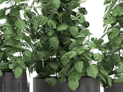 Monstera in a pot for the interior 775 3D model