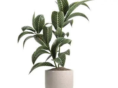 indoor plant 47 3D model