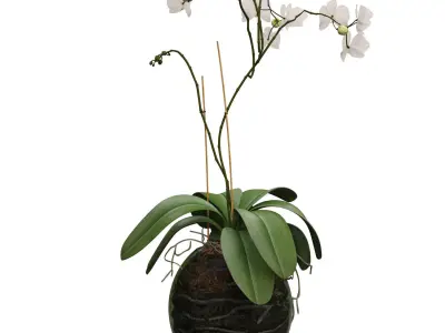Orchid in a glass flowerpot 3D model