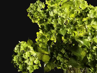 A bouquet of hydrangea 3D model