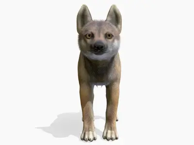 Wolf - Cub Low-poly 3D model