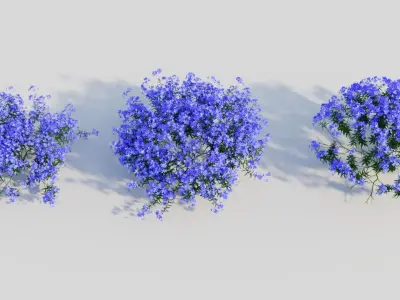 Lobelia erinus c 3D model