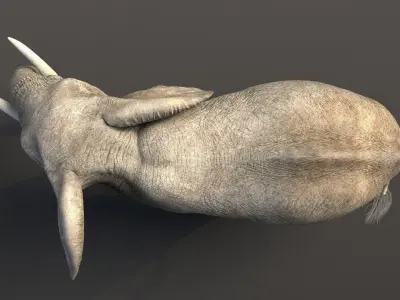 African Elephant Animated 3D model
