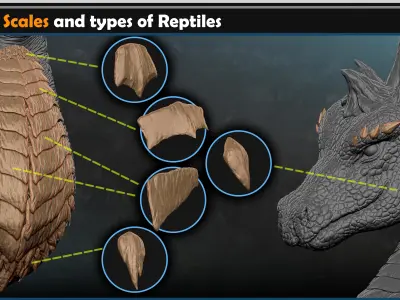 Dragon scales-types of reptiles Vol 01 3D model